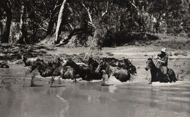 Short History of The Australian Stockman